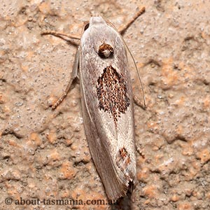 Tymbophora peltastis