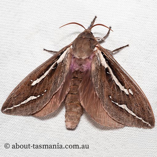 Abantiades latipennis, Hepialidae, Tasmania, moth