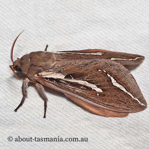 Abantiades latipennis, Hepialidae, Tasmania, moth