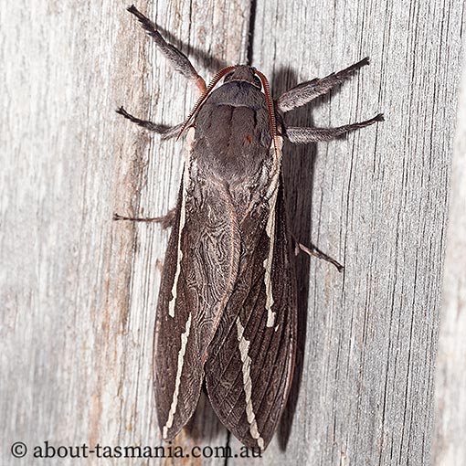 Abantiades latipennis, Hepialidae, Tasmania, moth