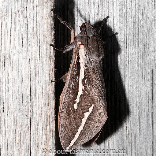 Abantiades latipennis, Hepialidae, Tasmania, moth