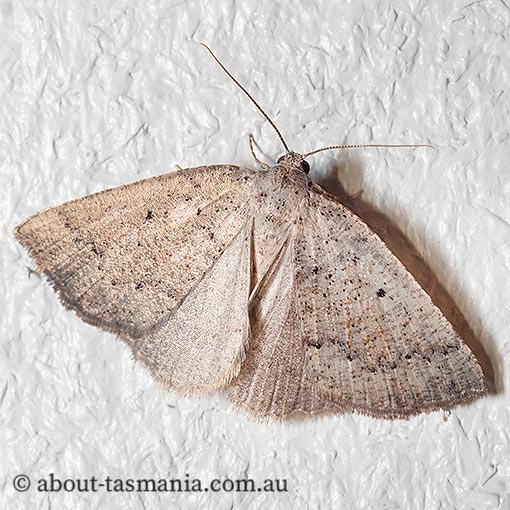 Amelora crenulata, Geometridae, Tasmanian moth