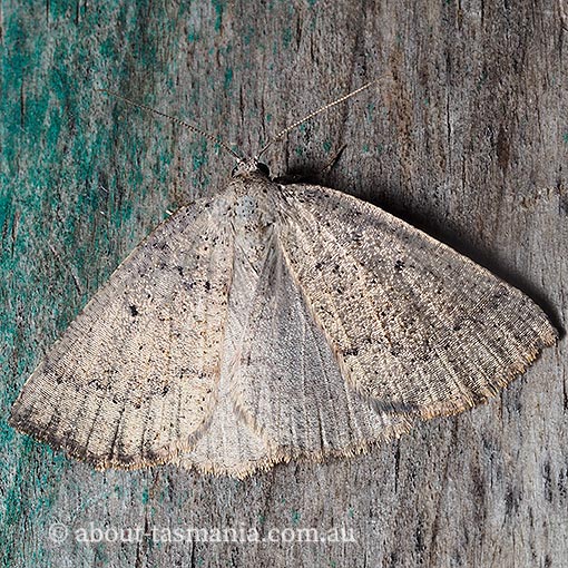 Amelora crenulata, Geometridae, Tasmanian moth