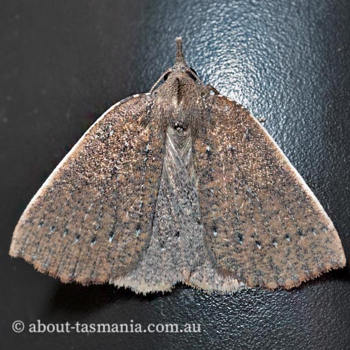 Authaemon stenonipha, pale-bordered cape-moth, Geometridae, Tasmanian moth