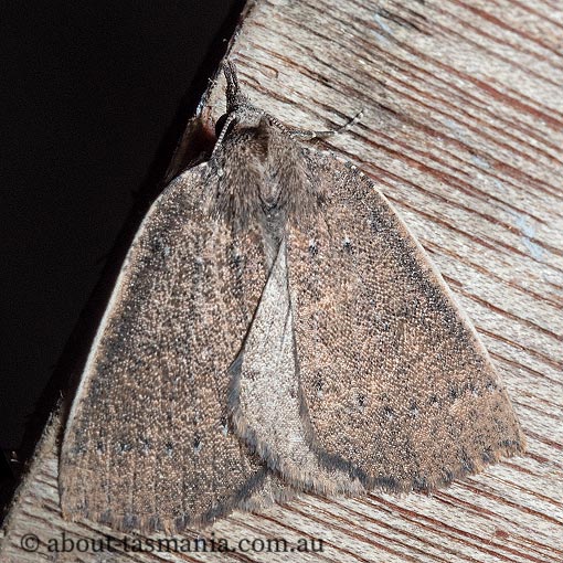 Authaemon stenonipha, pale-bordered cape-moth, Geometridae, Tasmanian moth