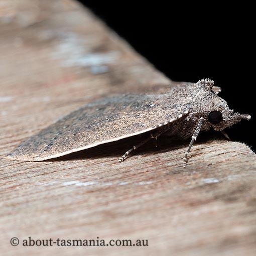 Authaemon stenonipha, pale-bordered cape-moth, Geometridae, Tasmanian moth