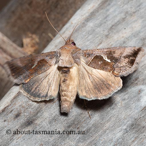 Chrysodeixis subsidens,  Tasmania, moth