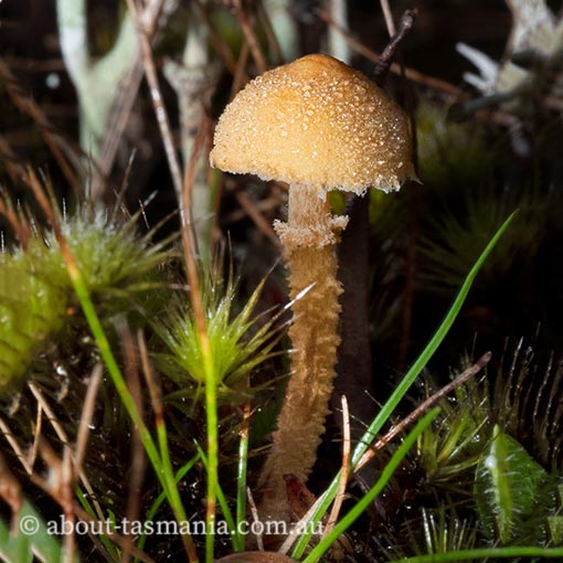 Cystoderma muscicola, Tasmanian fungi