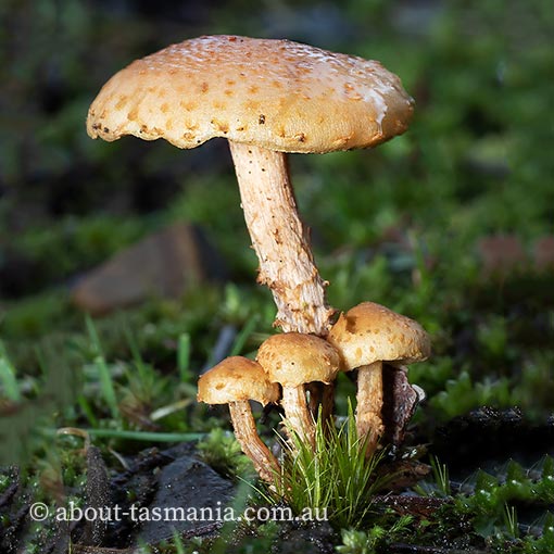 Cystoderma muscicola, Tasmanian fungi