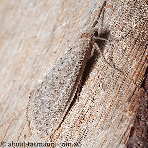 Fraus nanus, Hepialidae, Tasmanian endemic moth