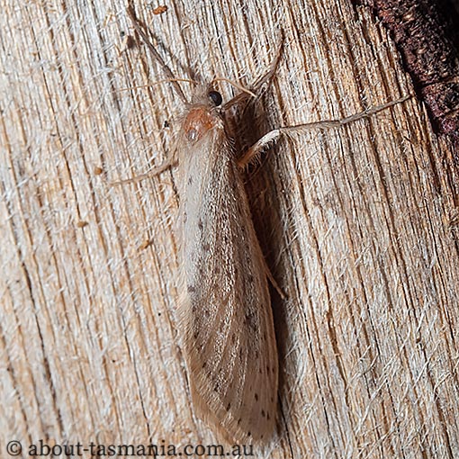 Fraus nanus, Hepialidae, Tasmanian endemic moth