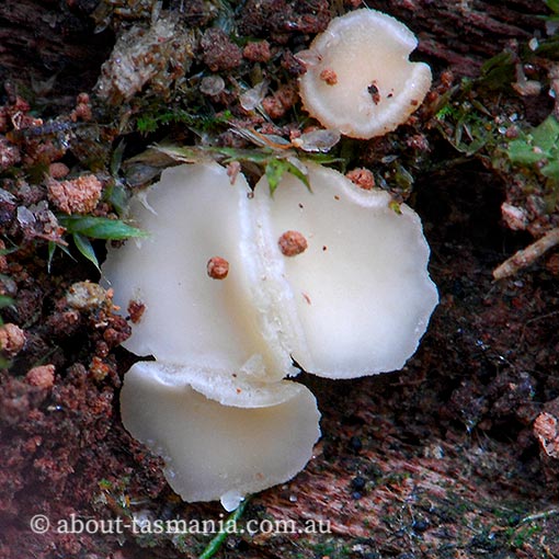 Helotium tasmanicum species complex, Tasmanian fungi