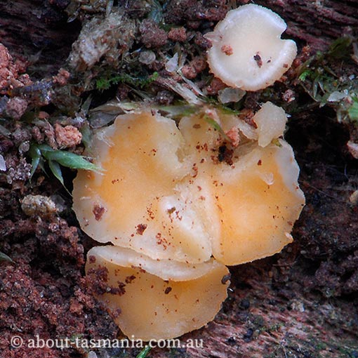 Helotium tasmanicum species complex, Tasmanian fungi
