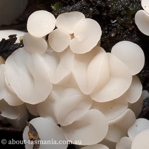 Helotium tasmanicum species complex, Tasmanian fungi