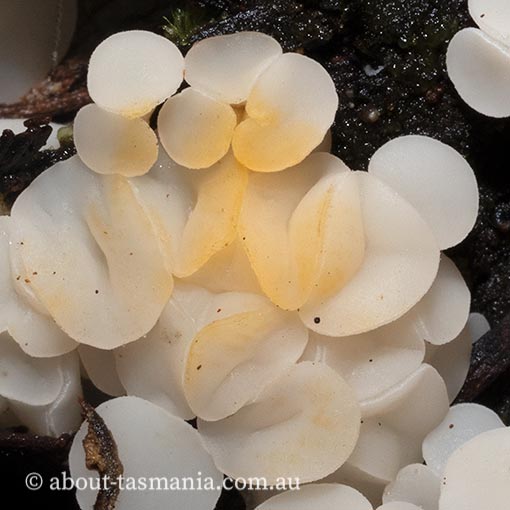 Helotium tasmanicum species complex, Tasmanian fungi