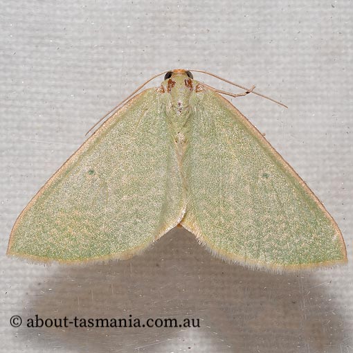 Poecilasthena urarcha, Geometridae, Tasmanian moth