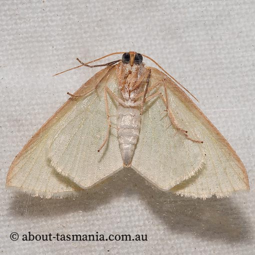Poecilasthena urarcha, Geometridae, Tasmanian moth