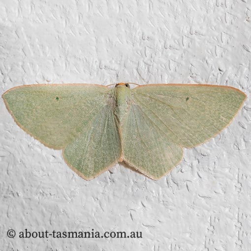 Poecilasthena urarcha, Geometridae, Tasmanian moth