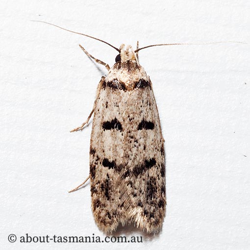 Scatochresis episema, Chezala Group, Oecophoridae, Tasmanian moth