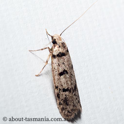 Scatochresis episema, Chezala Group, Oecophoridae, Tasmanian moth