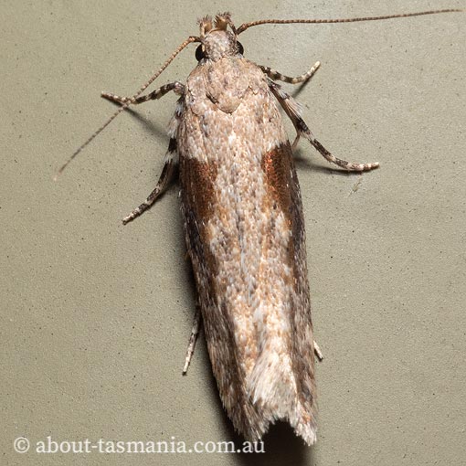 Symmetrischema tangolias, Gelechiidae, Tasmania, moth