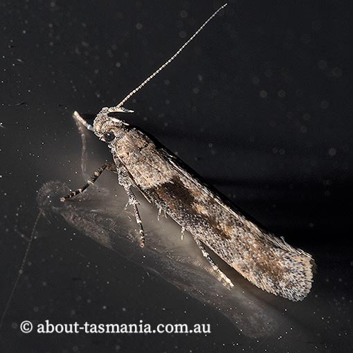 Symmetrischema tangolias, Gelechiidae, Tasmania, moth