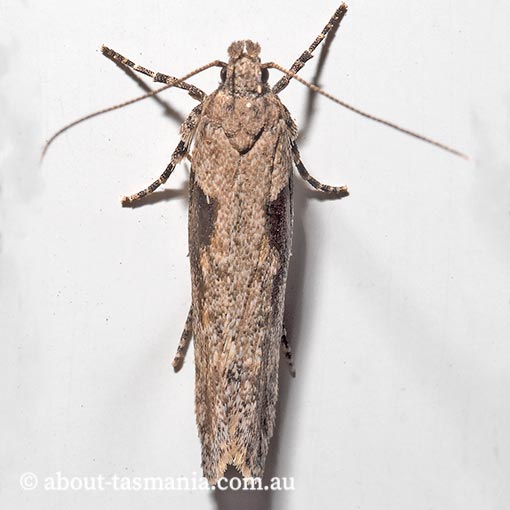 Symmetrischema tangolias, Gelechiidae, Tasmania, moth