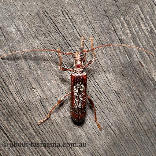 Tessaromma undatum, Velvet Eucalypt Longhorn
