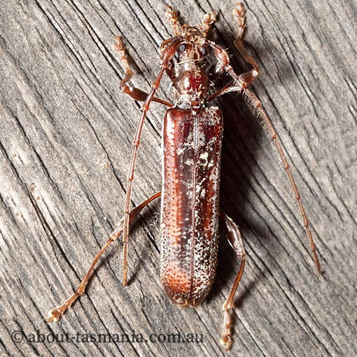 Tessaromma undatum, Velvet Eucalypt Longhorn