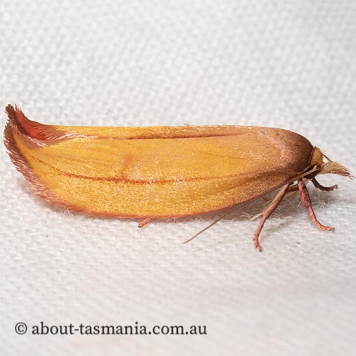 Wingia aurata, Wingia Group, Oecophoridae, Tasmania, moth