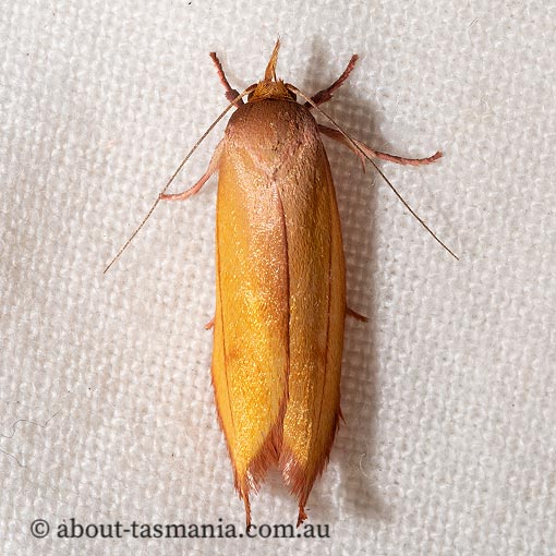Wingia aurata, Wingia Group, Oecophoridae, Tasmania, moth