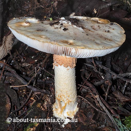 fungi in Tasmania