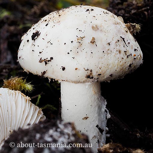 Amanita rosea, Tasmania, fungi