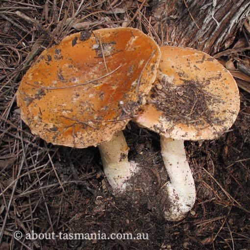 Amanita rosea, Tasmania, fungi