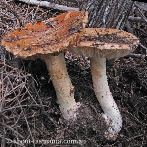 Amanita rosea, Tasmania, fungi