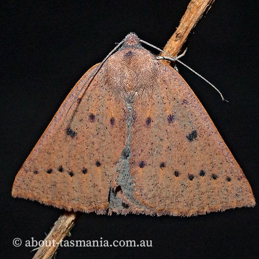 Androchela milvaria, Geometridae, Tasmania, moth