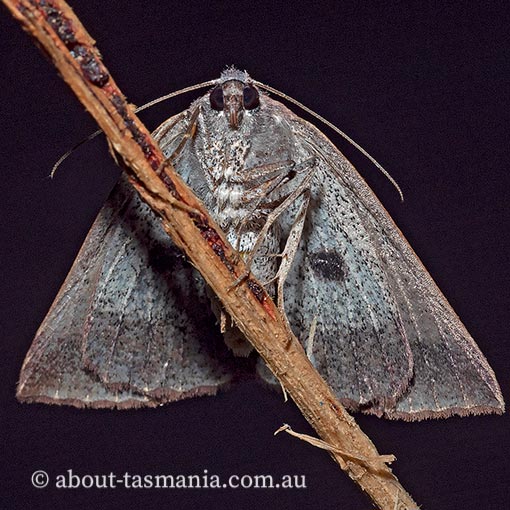 Androchela milvaria, Geometridae, Tasmania, moth