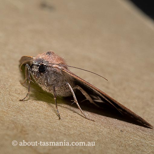Androchela milvaria, Geometridae, Tasmania, moth