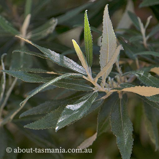 Asterotrichion discolor, native hemp, endemic, Tasmania