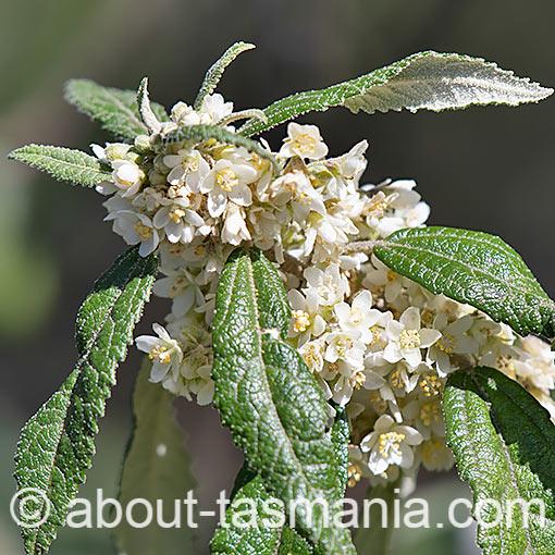 Asterotrichion discolor, native hemp, Tasmania