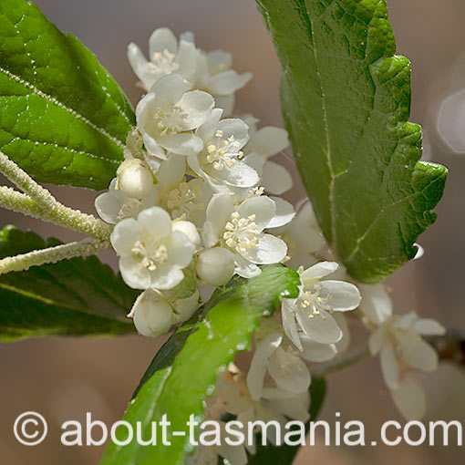 Asterotrichion discolor, native hemp, Tasmania