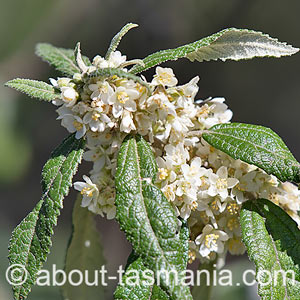 Asterotrichion discolor