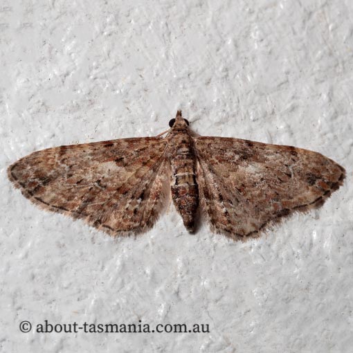 Chloroclystis approximata, apple looper, Geometridae, Tasmania, moth