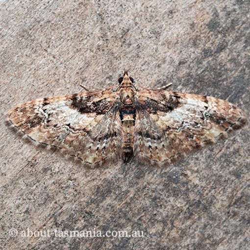 Chloroclystis approximata, apple looper, Tasmania, moth