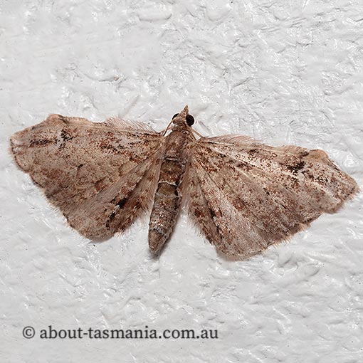 Chloroclystis approximata, apple looper, Tasmania, moth