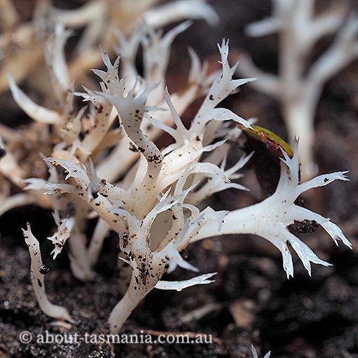 Clavulina coralloides, Tasmania, fungi