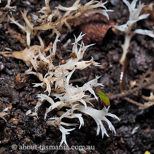 Clavulina coralloides, Tasmania, fungi