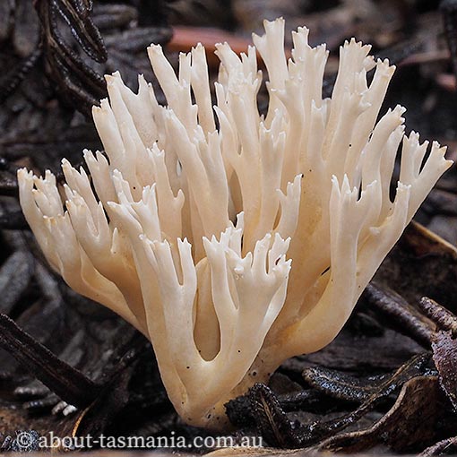 Clavulina coralloides, Tasmania, fungi