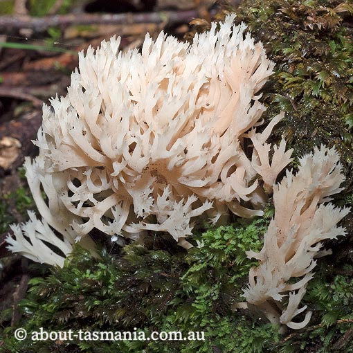 Clavulina coralloides, Tasmania, fungi