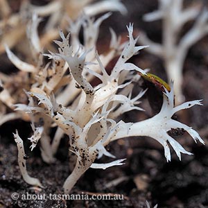 Clavulina coralloides